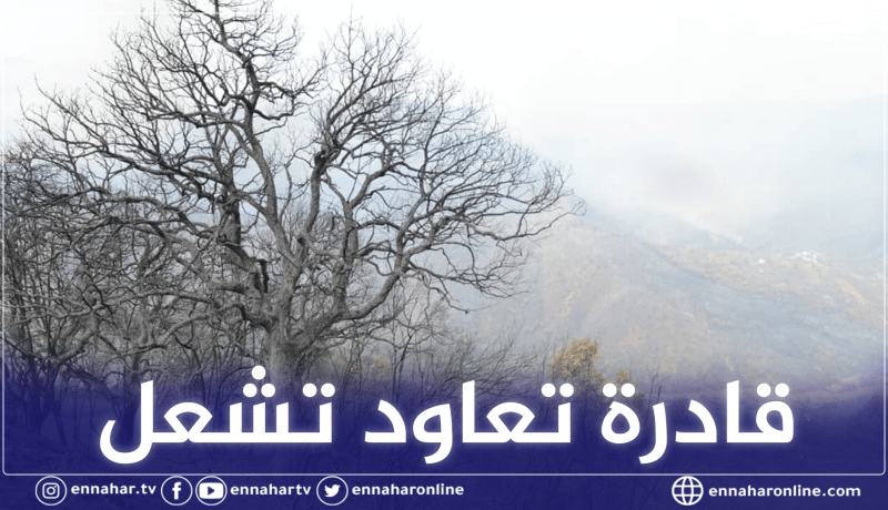 موفد تلفزيون النهار: الحرائق لم تخمد بشكل نهائي وإمكانية اشتعالها بفعل الرياح