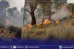 تبسة: تواصل إخماد الحريق في غابة جبل الطاقة بالحويجبات