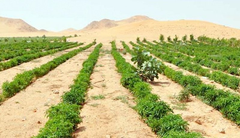 مدير ديوان تطوير الزراعات الصحراوية لـ “النهار”: “52 ألف هكتار مُنِحت للمستثمرين في الصحراء”