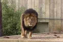 أمريكا: إصابة 6 أسود و3 نمور بكورونا في حديقة حيوانات واشنطن