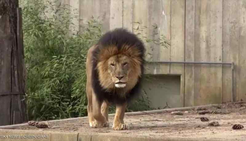 أمريكا: إصابة 6 أسود و3 نمور بكورونا في حديقة حيوانات واشنطن