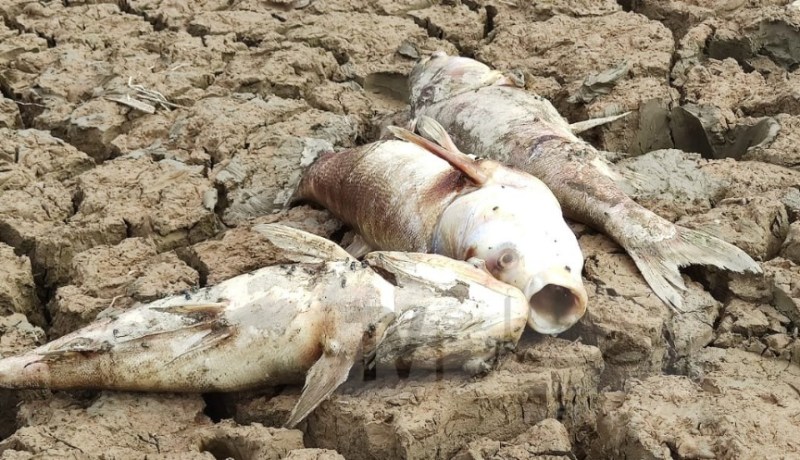 جفاف سد بوكردان.. هذا هو السبب الرئيسي لنفوق الأسماك