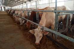 تعويض 1500 من مربي المواشي المتضررين من الحرائق