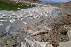 وزير الصيد البحري يأمر بفتح تحقيق في كارثة سد بوكردان في تيبازة