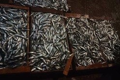 الشلف: حجز 30 صندوقا من سمك الصاوريل دون الحجم التجاري بميناء المرسى