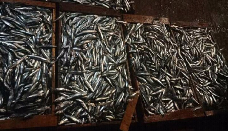 الشلف: حجز 30 صندوقا من سمك الصاوريل دون الحجم التجاري بميناء المرسى
