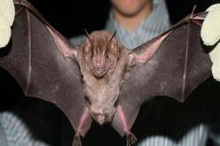 علماء يعثرون على فيروسات مماثلة لكوفيد-19 في خفافيش بدولة لاوس