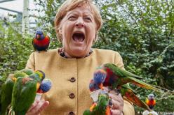 الطيور تودع ميركل في انتهاء حقبتها السياسية