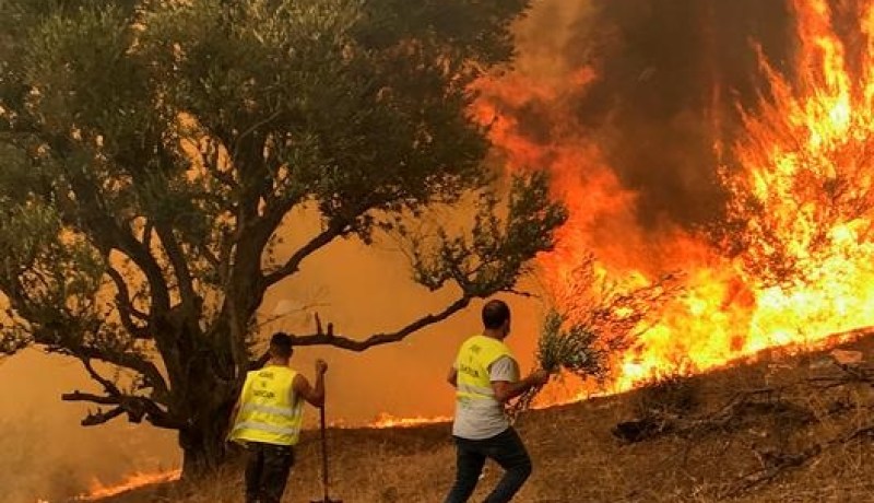 تقديم 14 مشتبه فيهم بينهم 6 متورطين في حرق الغابات بقالمة والبقية ينتمون إلى “ماك” أمام وكيل الجمهورية
