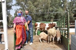 وزارة الفلاحة تشرع في توزيع رؤوس الأغنام على فلاحي ولاية تيزي وزو