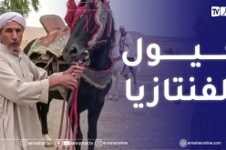 عائلات تتوارث حرفة تربية خيول الفنتازيا أبا عن جد بريف الولاية