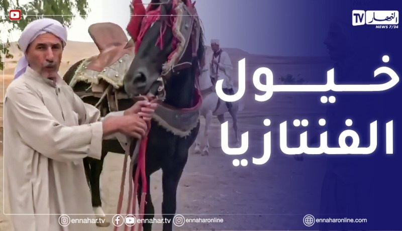 عائلات تتوارث حرفة تربية خيول الفنتازيا أبا عن جد بريف الولاية