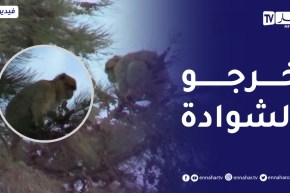 قالمة : ظهور عدد من قردة المكاك ببلديات واد زناتي..برج صباط وبوحمدان