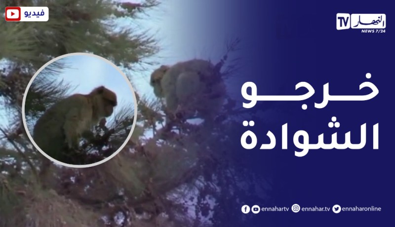 قالمة : ظهور عدد من قردة المكاك ببلديات واد زناتي..برج صباط وبوحمدان