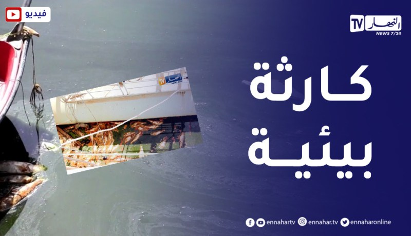 تيبازة .. تحلل أسماك الشبوط بسد بوكردان ينذر بحدوث كــارثة بيئية خــطيرة