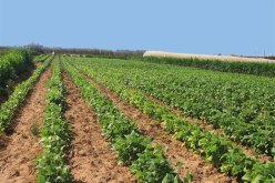 إنشاء مدرسة عليا للفلاحة الصحراوي بولايتي ورقلة والوادي