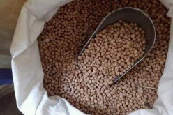 الشلف: تعاونية الحبوب تعرض 1000 قنطار من العدس والحمص بأسعار مخفضة