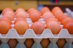 رئيس مجلس مربي الدواجن لـ”النهار”:  “استيراد 4 ملايين حبة بيض تفقيس من إسبانيا وتركيا”