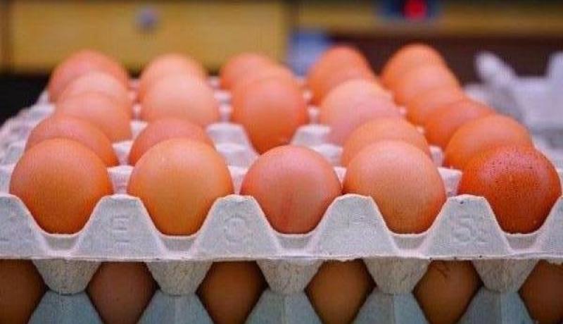 رئيس مجلس مربي الدواجن لـ”النهار”: “استيراد 4 ملايين حبة بيض تفقيس من إسبانيا وتركيا”