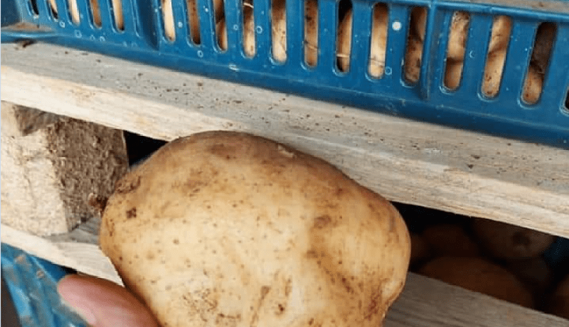 إنطلاق عمليات معاينة غرف التبريد الخاصة بالبطاطا