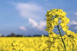 وزير الفلاحة: إستحداث جهاز دعم جديد خاص بزراعة السلجم الزيتي