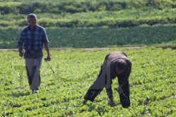 إجراءات استعجالية للفلاحين بعد ارتفاع أسعار المدخلات دوليا