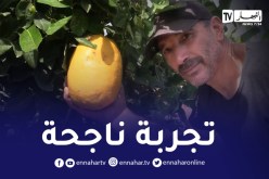 بالفيديو.. عمي جمال يستثمر في زراعة “ليمون الكافيار” تعرف عليه