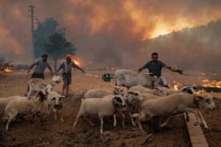 مصدر رسمي يكشف لـ “النهار”:  “50 مليارا تعويضات لمربي المواشي والأبقار ضحايا الحرائق”