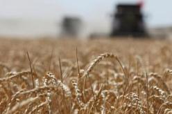 لأول مرة منذ سنوات.. روسيا تزود الجزائر بـ 60 ألف طن من القمح