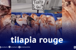 دخول سمك البلطي الأحمر إلى الأسواق وبأسعار تنافسية