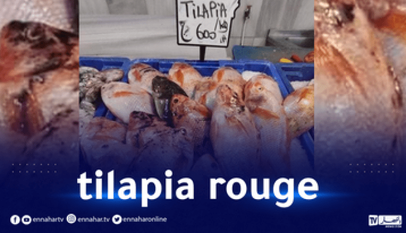 دخول سمك البلطي الأحمر إلى الأسواق وبأسعار تنافسية