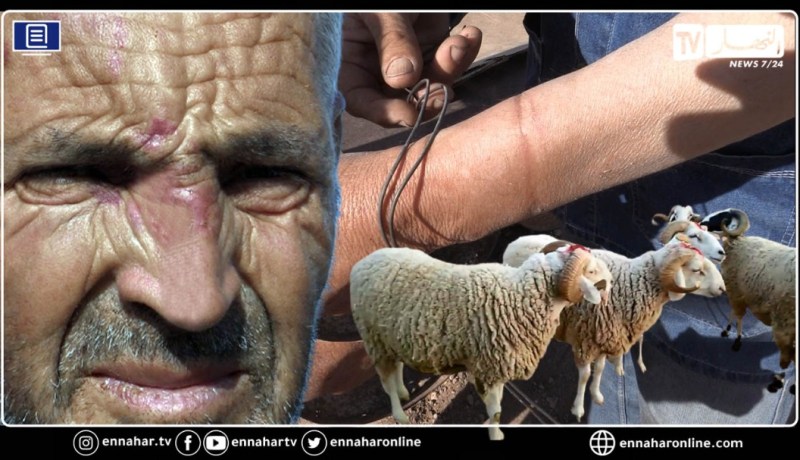 عصابات اجرامية تسطو على 130 رأس غنم ملك لموال من ذوي الحتياجات الخاصة