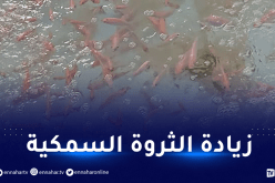 صلواتشي: إطلاق مشاريع الأقفاص العائمة لزيادة الإنتاج وتخفيض الأسعار