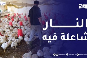 فلاحة: سوق الدواجن سيستقر هذا الشهر وارتفاع الأسعار سببه المضاربة