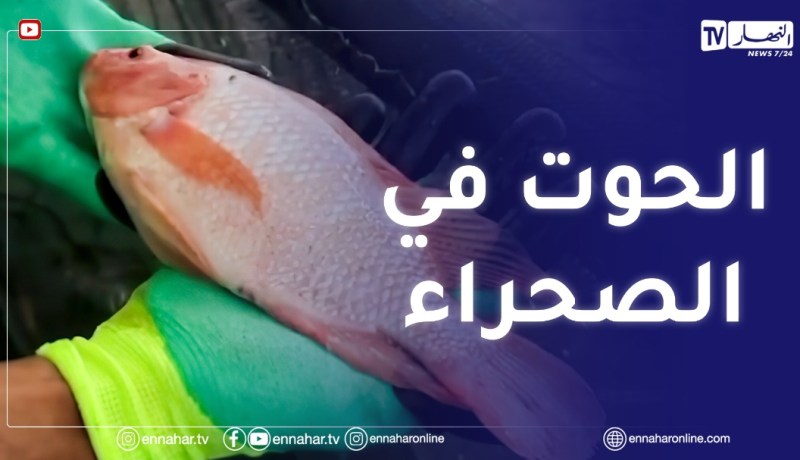 خنشلة : إنتاج وتسويق سمك البلطي الأحمر لأول مرة بصحراء النمامشة