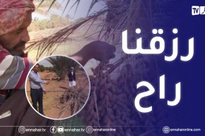 الجلفة : واحات النخيل في قطارة..مخاوف من إندثار ثروة إقتصادية بالمنطقة