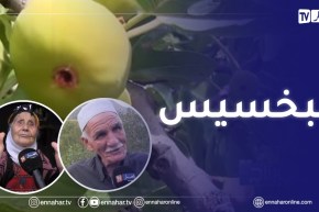 روبورتاج: فاكهة التين.. الموروث الفلاحي الأصيل