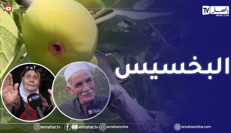 روبورتاج: فاكهة التين.. الموروث الفلاحي الأصيل