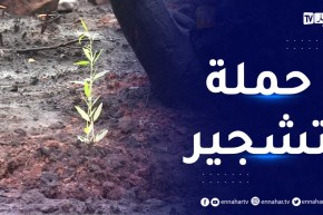 قالمة : غرس 377 ألف شجرة بالمناطق الغابية المتضررة لتعويض حرائق الصيف الماضي