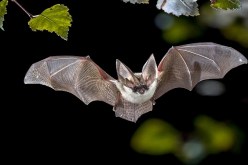 عالم سنغافوري يتوقع ظهور فيروس تاجي جديد