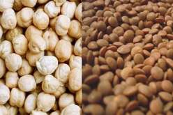 240 ألف قنطار من العدس والحمص للبيع مباشرة للمواطن