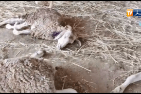 وهران: مرض مجهول يصيب ماشية وهلاك العديد من الرؤوس بسيدي بن يبقى في أرزيو