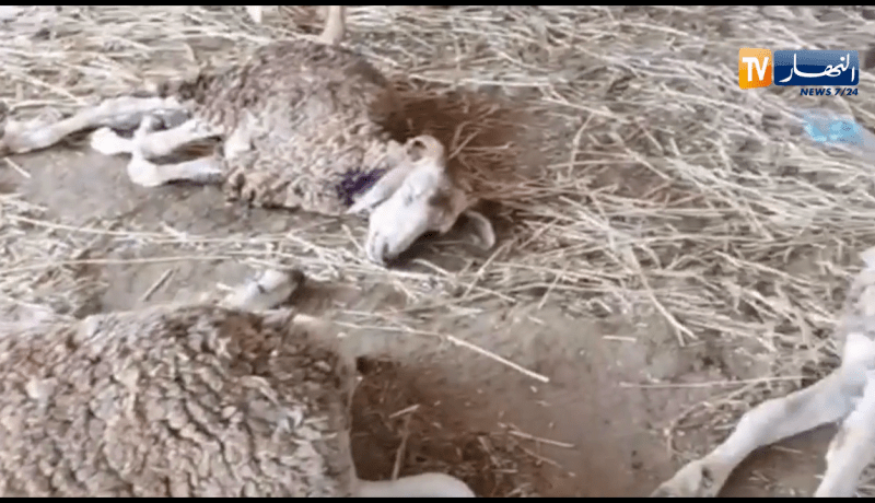 وهران: مرض مجهول يصيب ماشية وهلاك العديد من الرؤوس بسيدي بن يبقى في أرزيو