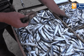 عين تموشنت: عمي محمد بائع سمك متجول عبر صرخات الماضي