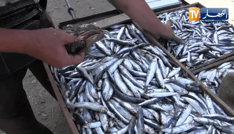 عين تموشنت: عمي محمد بائع سمك متجول عبر صرخات الماضي