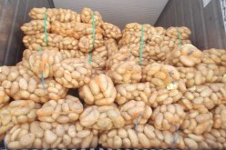 بطاطا إسبانية على موائد الجزائريين