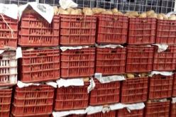 سوق أهراس: حجز 100 قنطار بطاطا و1086لتر زيت و350 كغ سميد