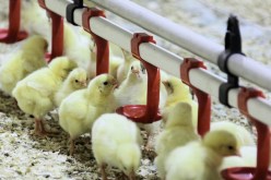 وزارة الفلاحة: الإتفاق على خفض سعر الكتاكيت