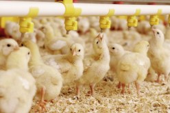 وزارة الفلاحة: فقدان مليون “كتكوت” بسبب أنفلونزا الطيور خلال 6 أشهر