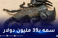 مصر.. العقرب الأكثر فتكا على وجه الأرض يخرج من جحره